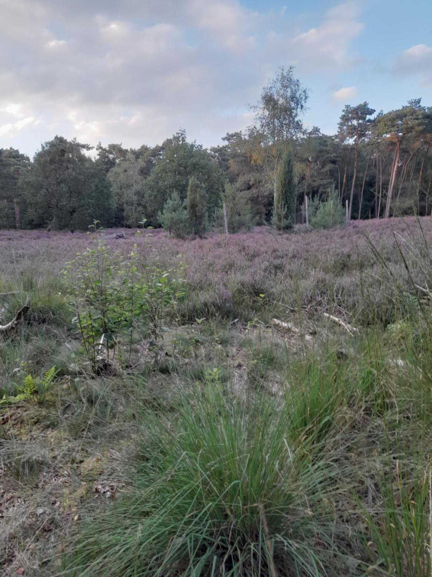 Kromven Merksplas Exteriör bild
